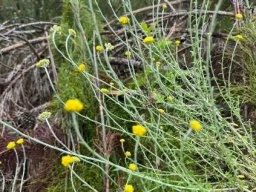 Helichrysum cymosum subsp. cymosum spaced inflorescences